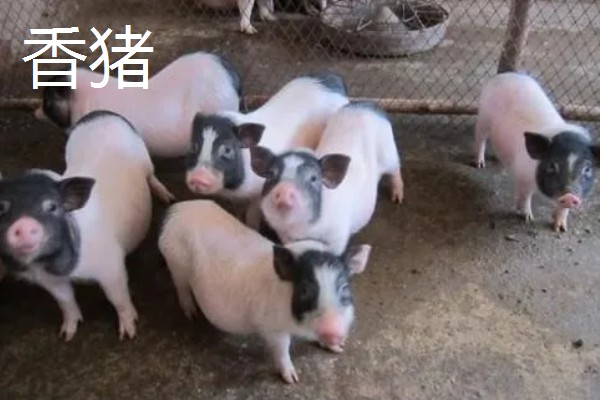 养殖什么比较赚钱，生蚝、野鸡等动物值得考虑