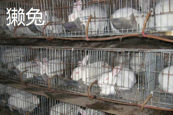 养殖什么比较赚钱，生蚝、野鸡等动物值得考虑
