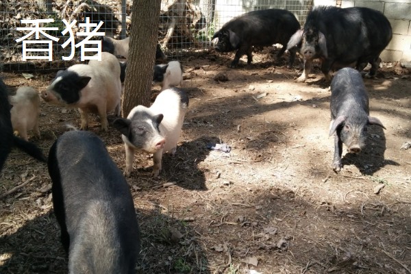 养殖什么比较赚钱，生蚝、野鸡等动物值得考虑