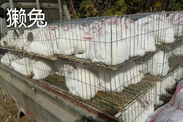 养殖什么比较赚钱，生蚝、野鸡等动物值得考虑