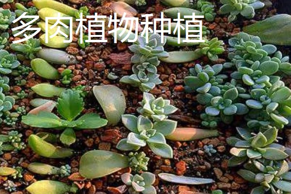 养殖什么比较赚钱，生蚝、野鸡等动物值得考虑