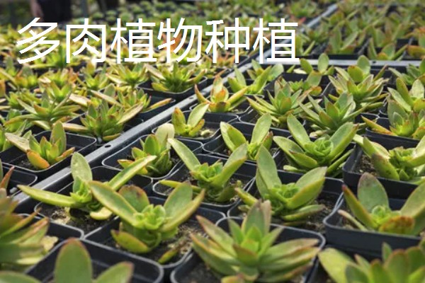 养殖什么比较赚钱，生蚝、野鸡等动物值得考虑