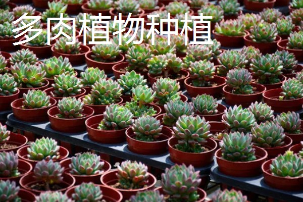 养殖什么比较赚钱，生蚝、野鸡等动物值得考虑