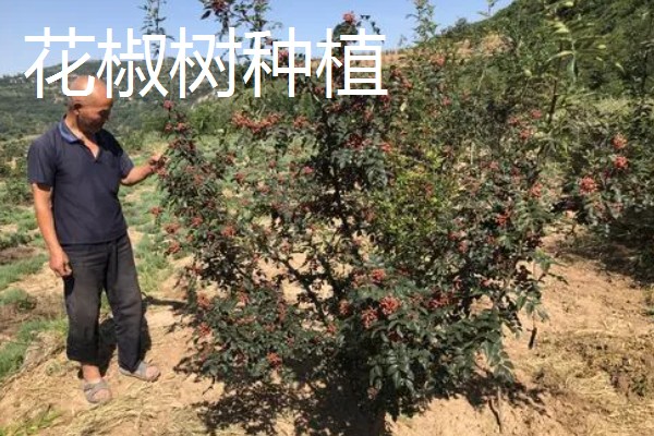 养殖什么比较赚钱，生蚝、野鸡等动物值得考虑