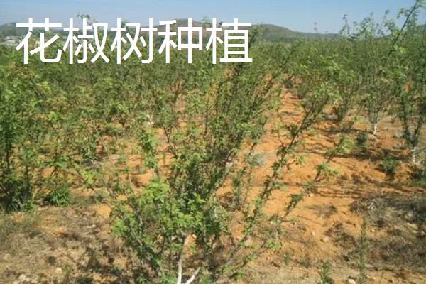 养殖什么比较赚钱，生蚝、野鸡等动物值得考虑