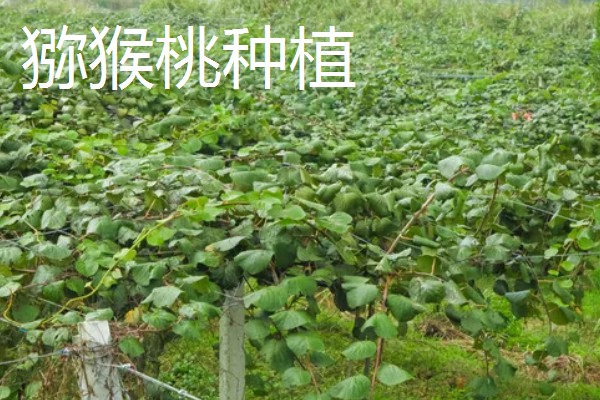 养殖什么比较赚钱，生蚝、野鸡等动物值得考虑