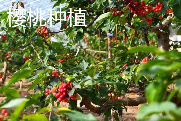 养殖什么比较赚钱，生蚝、野鸡等动物值得考虑