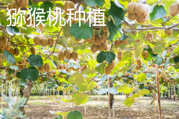 养殖什么比较赚钱，生蚝、野鸡等动物值得考虑