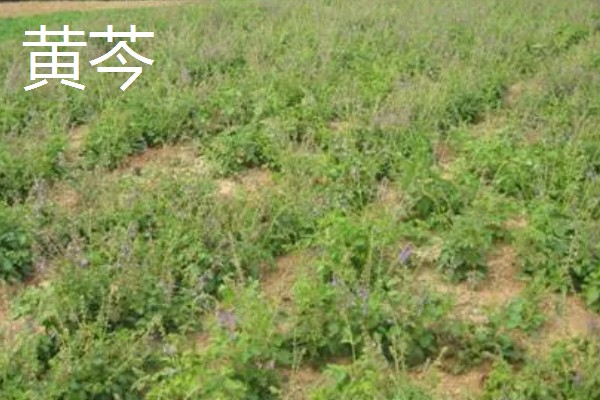 黄芩和黄芪的区别,形态和成分不同