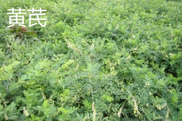 黄芩和黄芪的区别,形态和成分不同