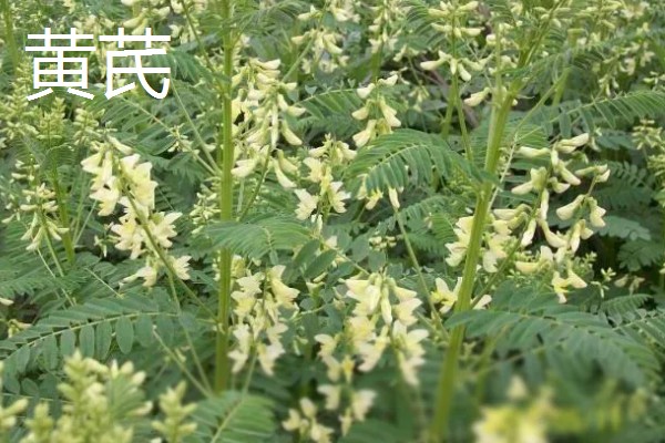 黄芩和黄芪的区别,形态和成分不同