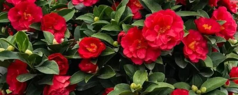 四季红山茶花的过冬方法，放在室内温暖向阳的位置养护