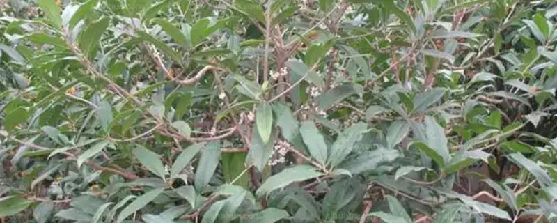 九龙桂花苗的价格，各地的售价不同