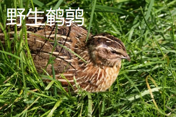 怎么养野生鹌鹑，要选择品质较好的鹌鹑种苗