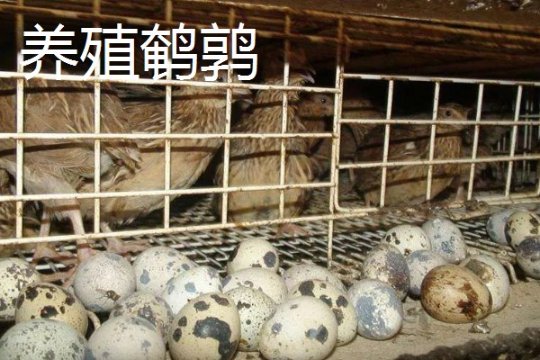 怎么养野生鹌鹑，要选择品质较好的鹌鹑种苗