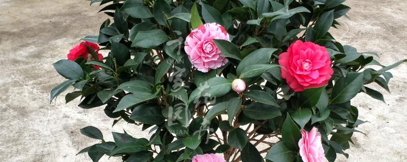 茶花春节会不会开放，1-3月份是盛花期