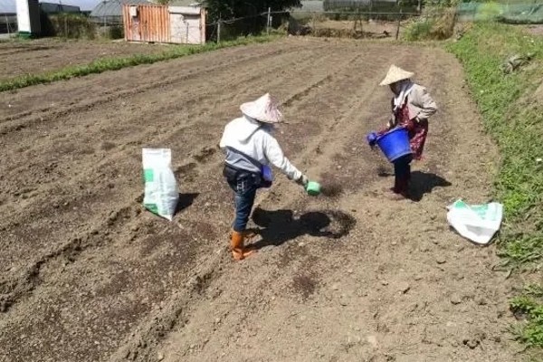 墨旱莲怎么种植,播种深度为3厘米左右