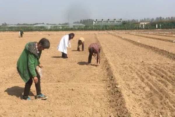 墨旱莲怎么种植,播种深度为3厘米左右