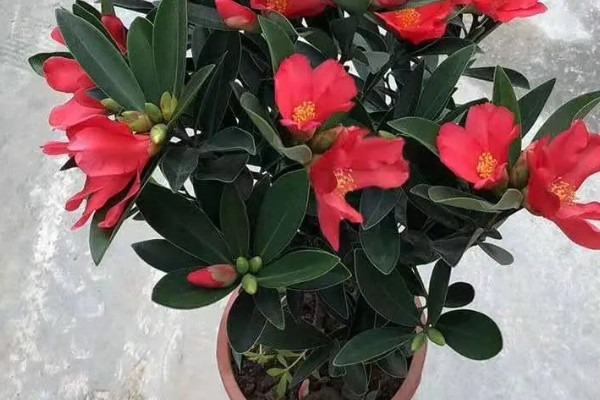 四季红山茶花的过冬方法,放在室内温暖向阳的位置养护