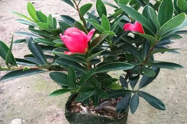 四季红山茶花的过冬方法,放在室内温暖向阳的位置养护