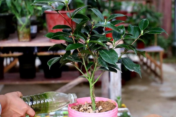 四季红山茶花的过冬方法,放在室内温暖向阳的位置养护