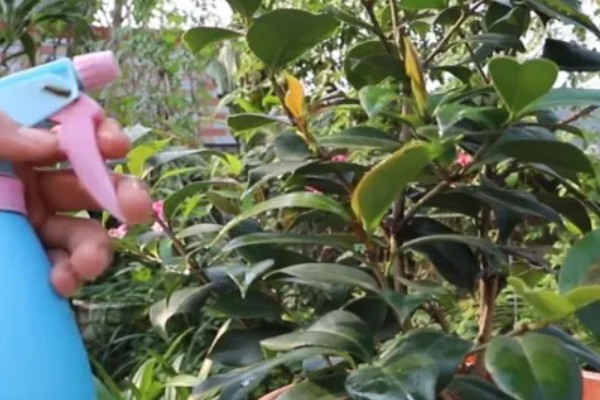 四季红山茶花的过冬方法,放在室内温暖向阳的位置养护