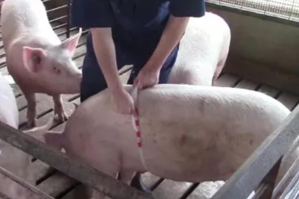 毛猪的出肉率，通常为65-75%