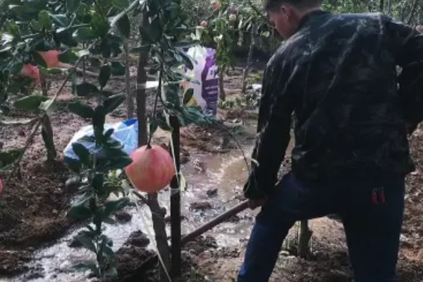 软籽石榴的籽能种吗,可以种