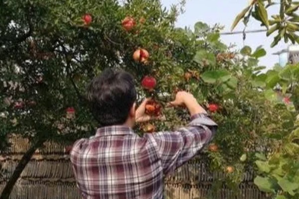 软籽石榴的籽能种吗,可以种
