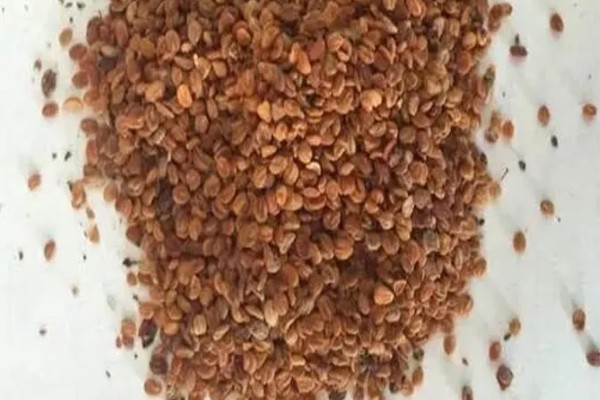 四季金银花的种植技术，早春时期种植为佳
