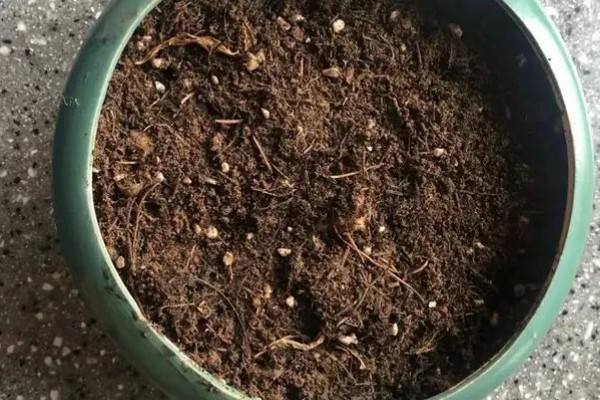 四季金银花的种植技术，早春时期种植为佳