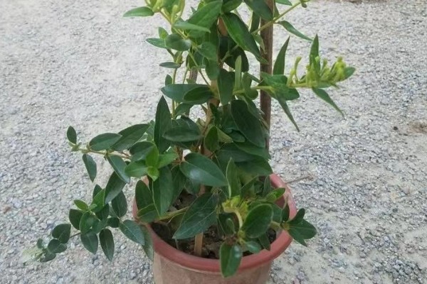 四季金银花的种植技术，早春时期种植为佳