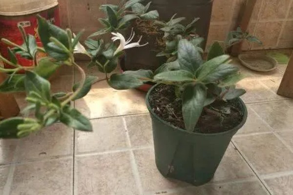 四季金银花的种植技术，早春时期种植为佳