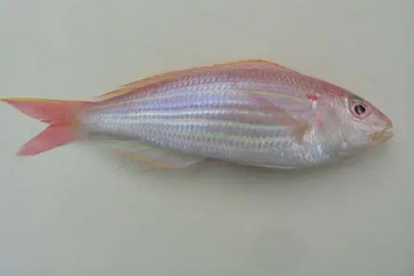 金线鱼与红衫鱼的区别,二者没有区别
