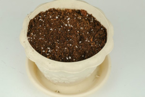四季金银花的种植技术，早春时期种植为佳