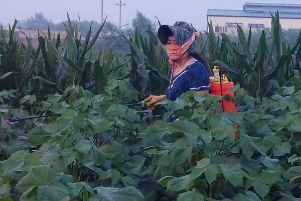 虱螨脲主要杀什么虫，有效防治柑橘的锈壁虱及潜叶蛾等