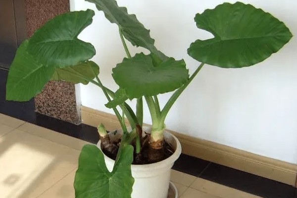 怎么养滴水莲花,温度这一关要把控到位