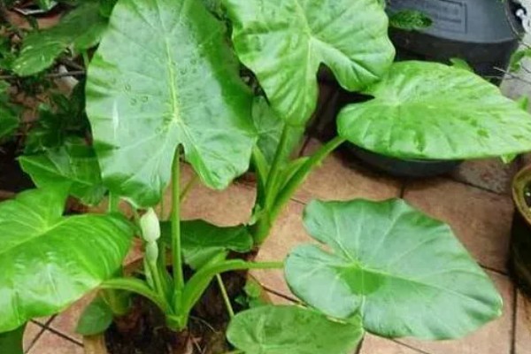 怎么养滴水莲花,温度这一关要把控到位