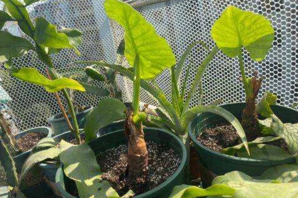 怎么养滴水莲花,温度这一关要把控到位