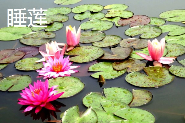 怎么养滴水莲花,温度这一关要把控到位