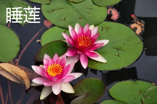 怎么养滴水莲花,温度这一关要把控到位