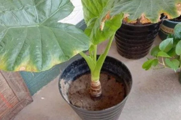 怎么养滴水莲花,温度这一关要把控到位