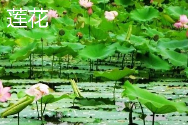 怎么养滴水莲花,温度这一关要把控到位