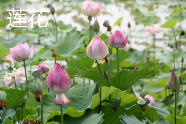 怎么养滴水莲花,温度这一关要把控到位