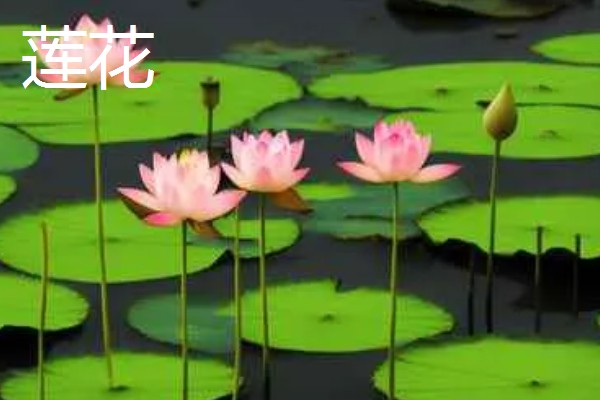 怎么养滴水莲花,温度这一关要把控到位