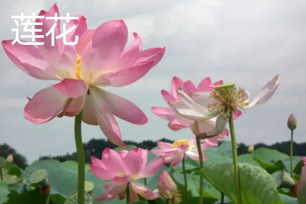 怎么养滴水莲花,温度这一关要把控到位