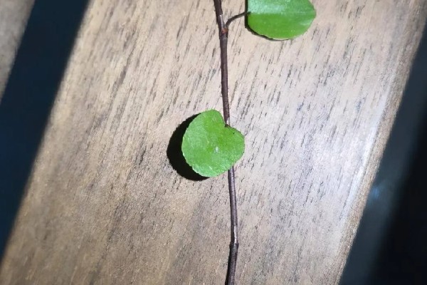 千叶吊兰如何扦插,可在夏秋两季进行