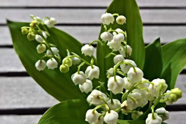 白色铃兰的花语,花语是幸福归来