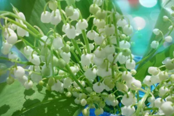 白色铃兰的花语,花语是幸福归来