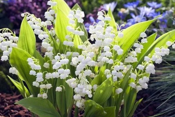 白色铃兰的花语,花语是幸福归来